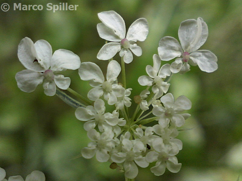 Daucus carota